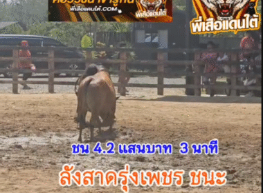 คลิปวัวชนย้อนหลัง ผลการชน ลังสาดรุ่งเพชร (กันตัง) VS ดุกด้างท้องลายนำทรัพย์เพชรแสนชัย