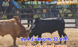 คลิปวัวชนย้อนหลัง ผลการชน โคแดงยอดรักษ์พิทักษ์นำชัย (ลูกเพชร) VS โคดุกด้างแซมซุปเปอร์จิ๋ว (ซีเนียร์)