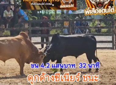 คลิปวัวชนย้อนหลัง ผลการชน โคแดงยอดรักษ์พิทักษ์นำชัย (ลูกเพชร) VS โคดุกด้างแซมซุปเปอร์จิ๋ว (ซีเนียร์)