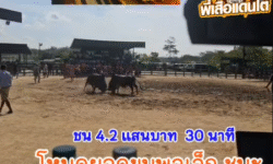คลิปวัวชนย้อนหลัง ผลการชน โคดุกด้างเพชรมงคล (กิงก๋องแก้ว) VS โคโหนดยอดขุนพลเล็ก (ต่อมต่อม)