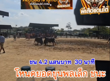 คลิปวัวชนย้อนหลัง ผลการชน โคดุกด้างเพชรมงคล (กิงก๋องแก้ว) VS โคโหนดยอดขุนพลเล็ก (ต่อมต่อม)