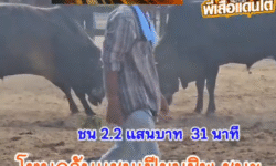 คลิปวัวชนย้อนหลัง ผลการชน โคโหนดวันแชมป์เปี้ยนชิพ VS โคดุกด้างจอมลีลาพยัคฆ์แสนเชิง