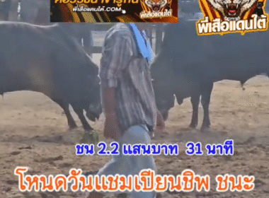 คลิปวัวชนย้อนหลัง ผลการชน โคโหนดวันแชมป์เปี้ยนชิพ VS โคดุกด้างจอมลีลาพยัคฆ์แสนเชิง