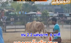 คลิปวัวชนย้อนหลัง ผลการชน โคขาวลูกทุ่งเพชรสยาม (แดงเดือด) VS โคแดงงามเพชรฆาตทายาทปลายหาร (โบนัส)