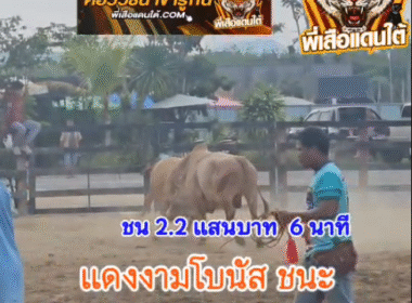 คลิปวัวชนย้อนหลัง ผลการชน โคขาวลูกทุ่งเพชรสยาม (แดงเดือด) VS โคแดงงามเพชรฆาตทายาทปลายหาร (โบนัส)
