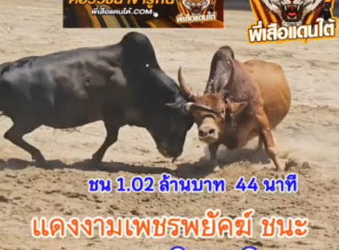 คลิปวัวชนย้อนหลัง ผลการชน โคแดงงามเพชรพยัคฆ์ (ผู้พันธ์) VS โคดุกสุดสาคร (อ้ายลูกกั้ง)