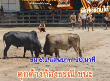 คลิปวัวชนย้อนหลัง ผลการชน โคลังสาดเหลี่ยมเพชร (รถถังขันหมู) VS โคดุกด้างก้องธรณียอดขุนพล (ปานทองคำ)