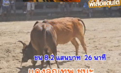คลิปวัวชนย้อนหลัง ผลการชน โคแดงลูกเทพยอดอัศวิน (เสือแดง) VS โคโหนดใจเด็ดเพชรสองเกลอ (ไอ้ต่อเบา)