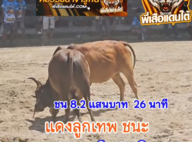 คลิปวัวชนย้อนหลัง ผลการชน โคแดงลูกเทพยอดอัศวิน (เสือแดง) VS โคโหนดใจเด็ดเพชรสองเกลอ (ไอ้ต่อเบา)