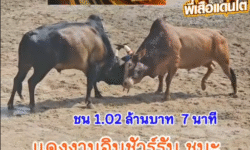 คลิปวัวชนย้อนหลัง ผลการชน โคแดงงามอินชัวรันส์ (ลูกเเดงเด๊ะน้อย) VS โคโหนดพยัคฆ์ร้ายเหนือเมฆ (ม้าเหล็ก)