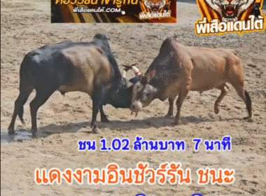 คลิปวัวชนย้อนหลัง ผลการชน โคแดงงามอินชัวรันส์ (ลูกเเดงเด๊ะน้อย) VS โคโหนดพยัคฆ์ร้ายเหนือเมฆ (ม้าเหล็ก)