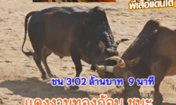 คลิปวัวชนย้อนหลัง ผลการชน โคแดงพยัคฆ์สงขลา (เตียวหุย) VS โคโหนดแซมคมพยัคฆ์ (พี่แซม)