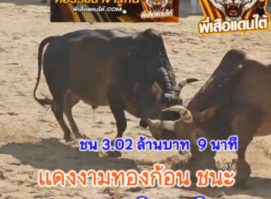 คลิปวัวชนย้อนหลัง ผลการชน โคแดงพยัคฆ์สงขลา (เตียวหุย) VS โคโหนดแซมคมพยัคฆ์ (พี่แซม)