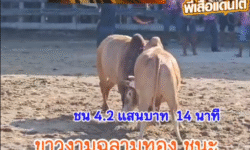 คลิปวัวชนย้อนหลัง ผลการชน โคขาวงามฉลามทอง (อ้ายยักษ์) VS โคขาวงามดาราเอกเหนือพยัคฆ์ (ขาวช้างเผือก)
