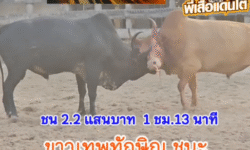 คลิปวัวชนย้อนหลัง ผลการชน โคขาวเทพทักษิณ (แปดเหลี่ยม) VS โคลายงามคมพยัคฆ์เพชรแสนเหลี่ยม (ลายทศกัณฐ์)