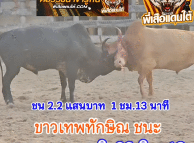 คลิปวัวชนย้อนหลัง ผลการชน โคขาวเทพทักษิณ (แปดเหลี่ยม) VS โคลายงามคมพยัคฆ์เพชรแสนเหลี่ยม (ลายทศกัณฐ์)