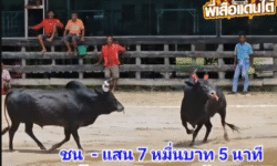 คลิปวัวชนย้อนหลัง ผลการชน โคดุกด้างเพชรเขาวัง (มดคันไฟ) VS โคโหนดเพชรภูผา