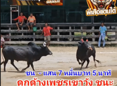 คลิปวัวชนย้อนหลัง ผลการชน โคดุกด้างเพชรเขาวัง (มดคันไฟ) VS โคโหนดเพชรภูผา