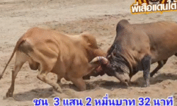 คลิปวัวชนย้อนหลัง ผลการชน โคขาวแก่นเพชรพิชิตชัย (ปาล์มมี่) VS โคลังสาดขุนศึกชื่อนี้พ่อเฒ่าตั้ง