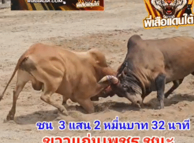 คลิปวัวชนย้อนหลัง ผลการชน โคขาวแก่นเพชรพิชิตชัย (ปาล์มมี่) VS โคลังสาดขุนศึกชื่อนี้พ่อเฒ่าตั้ง