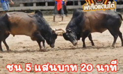 คลิปวัวชนย้อนหลัง ผลการชน โหนดสิงห์คะนองนา (ไอจิ๋ว) VS โคโหนดเก้าทัพทรัพย์สิมิหลา (ลูกปอ)