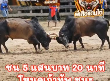 คลิปวัวชนย้อนหลัง ผลการชน โหนดสิงห์คะนองนา (ไอจิ๋ว) VS โคโหนดเก้าทัพทรัพย์สิมิหลา (ลูกปอ)