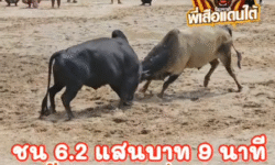 คลิปวัวชนย้อนหลัง ผลการชน โคลังสาดยากุซ่านักล่าซามูไร (ญี่ปุ่น) VS โคนิลแซมสิงห์พยัคฆ์จอมราวี (วันชนะ)
