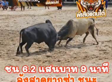 คลิปวัวชนย้อนหลัง ผลการชน โคลังสาดยากุซ่านักล่าซามูไร (ญี่ปุ่น) VS โคนิลแซมสิงห์พยัคฆ์จอมราวี (วันชนะ)