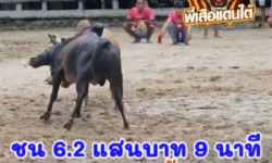 คลิปวัวชนย้อนหลัง ผลการชน โคโหนดงามมานะชัยกำไลทอง (อ้ายโชคดี) VS โคโหนดอัศวินเทพประทาน (นนทิ)