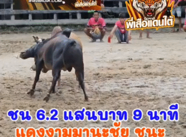 คลิปวัวชนย้อนหลัง ผลการชน โคโหนดงามมานะชัยกำไลทอง (อ้ายโชคดี) VS โคโหนดอัศวินเทพประทาน (นนทิ)