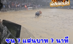 คลิปวัวชนย้อนหลัง ผลการชน โคลันดาฟ้าผ่าผิด (อีลำดวน) VS โคดุกด้างยอดพิชิตชัย (สามดอ)