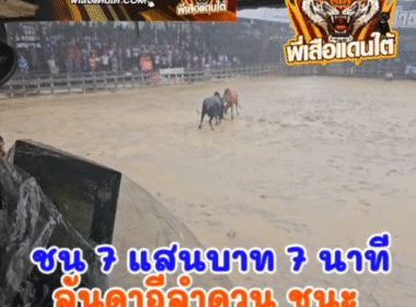 คลิปวัวชนย้อนหลัง ผลการชน โคลันดาฟ้าผ่าผิด (อีลำดวน) VS โคดุกด้างยอดพิชิตชัย (สามดอ)