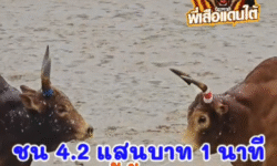 คลิปวัวชนย้อนหลัง ผลการชน โคขาวงามโชคศิลาจำปาทอง (ลูกเพชร) VS โคแดงงามเพชรพยัคฆ์ (ผู้พัน)