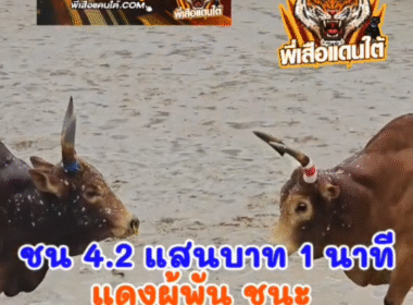 คลิปวัวชนย้อนหลัง ผลการชน โคขาวงามโชคศิลาจำปาทอง (ลูกเพชร) VS โคแดงงามเพชรพยัคฆ์ (ผู้พัน)