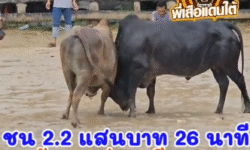 คลิปวัวชนย้อนหลัง ผลการชน โคลังสาดงามคู่บารมี (คู่จิ้น) VS โคดุกด้างแซมพันพยัคฆ์ (สุดหล่อริมคลอง)