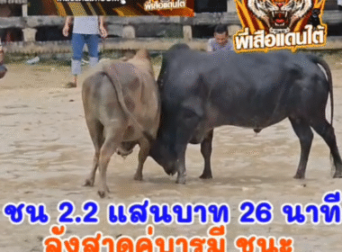 คลิปวัวชนย้อนหลัง ผลการชน โคลังสาดงามคู่บารมี (คู่จิ้น) VS โคดุกด้างแซมพันพยัคฆ์ (สุดหล่อริมคลอง)