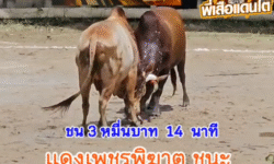คลิปวัวชนย้อนหลัง ผลการชน โคแดงเพชรพิฆาตทายาทบ้านส้อง VS โคลันดาท้องลายภัทร (ขวัญดี)