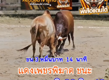 คลิปวัวชนย้อนหลัง ผลการชน โคแดงเพชรพิฆาตทายาทบ้านส้อง VS โคลันดาท้องลายภัทร (ขวัญดี)
