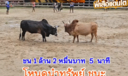 คลิปวัวชนย้อนหลัง ผลการชน โคขาวนำโชค VS โคนิลแซมคฤหาสน์ธารทอง (พลายน้อย)