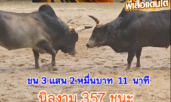 คลิปวัวชนย้อนหลัง ผลการชน โคโหนดหลังขาวอิทธิพลเล็ก (หมีขาว) VS โคนิลงาม 357 ทายาทเสือน้อย (ไอ้สิงหา)