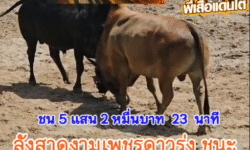 คลิปวัวชนย้อนหลัง ผลการชน โคลังสาดเพชรดาวรุ่ง (ขุนพันธ์) VS โคนิลงามแสงตะวันเพชรรุ่งเรือง (ลิฟโป้)