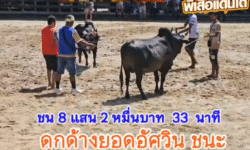 คลิปวัวชนย้อนหลัง ผลการชน โคโหนดงามศรีวรา (ขุนโจร) VS โคดุกด้างแซมยอดอัศวินใจเย็น (อ้ายยัน)