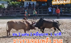 คลิปวัวชนย้อนหลัง ผลการชน โคขาวจอมพลังพิทักษ์ชัย VS โคโหนดยอดเด็ดเพชรหนองรักษ์