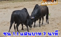คลิปวัวชนย้อนหลัง ผลการชน โคโหนดแซมท้องลายพยัคฆ์ร้อยลีลา (แซมน้อย) VS โคดุกด้างพยัคฆ์เล็ก (ทอง2)