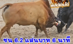 คลิปวัวชนย้อนหลัง ผลการชน โคลังสาดเข็มเพชร VS โคโหนดนำทรัพย์พยัคฆ์แสนเก่ง