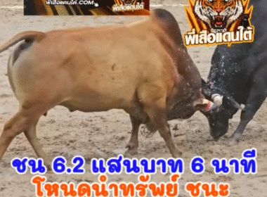 คลิปวัวชนย้อนหลัง ผลการชน โคลังสาดเข็มเพชร VS โคโหนดนำทรัพย์พยัคฆ์แสนเก่ง