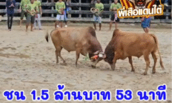 คลิปวัวชนย้อนหลัง ผลการชน โคแดงสิงหราชนักล่าเพชรภูธร (เขี้ยวเงิน) VS โคขาวจิราพร (นำโชค)
