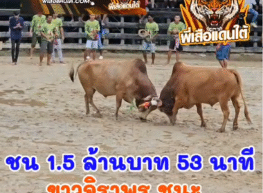 คลิปวัวชนย้อนหลัง ผลการชน โคแดงสิงหราชนักล่าเพชรภูธร (เขี้ยวเงิน) VS โคขาวจิราพร (นำโชค)