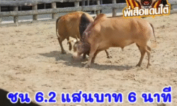 คลิปวัวชนย้อนหลัง ผลการชน โคแดงเพชรสยามชัย (สิงห์ราชา) VS โคลังสาดโชคประทาน (อ้ายยึดทรัพย์)
