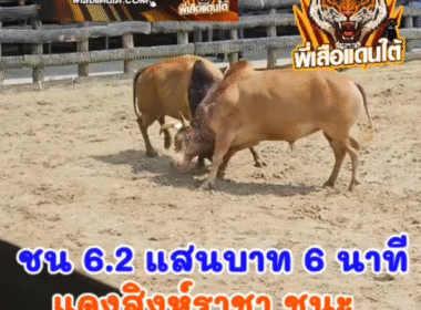 คลิปวัวชนย้อนหลัง ผลการชน โคแดงเพชรสยามชัย (สิงห์ราชา) VS โคลังสาดโชคประทาน (อ้ายยึดทรัพย์)